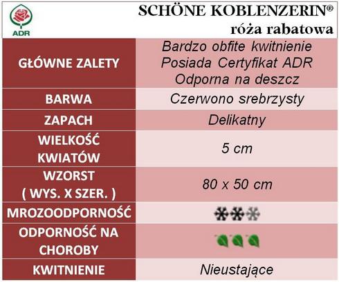 Schone Koblenzerin róże rabatowe gł. zal.